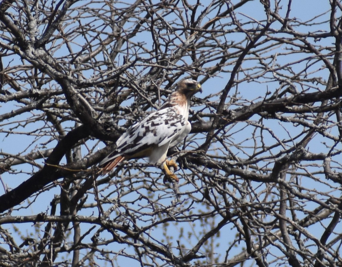 Red-tailed Hawk - ML616918652