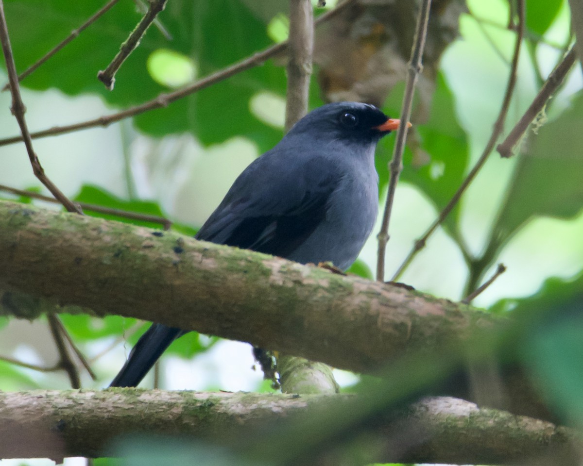 Black-faced Solitaire - Larry Waddell