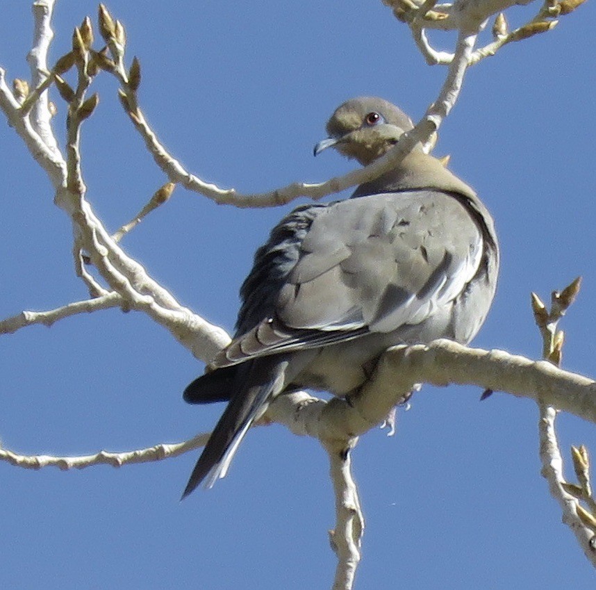 White-winged Dove - ML616918723