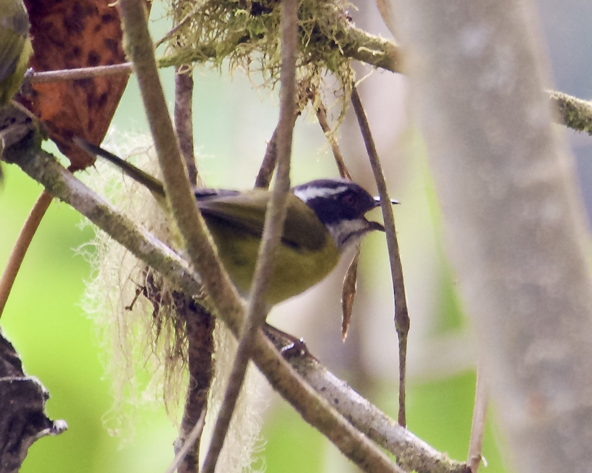 Sooty-capped Chlorospingus - Larry Waddell