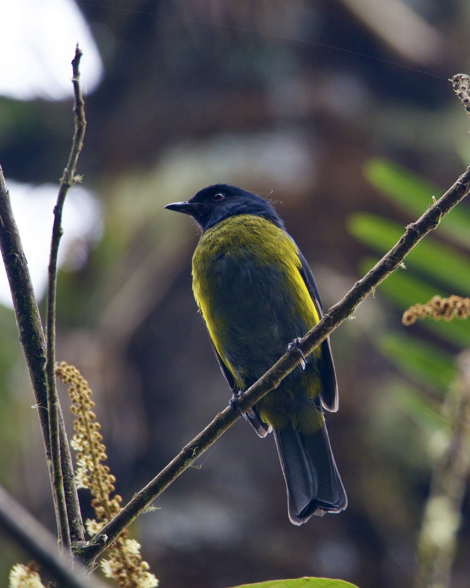 Black-and-yellow Silky-flycatcher - ML616918776