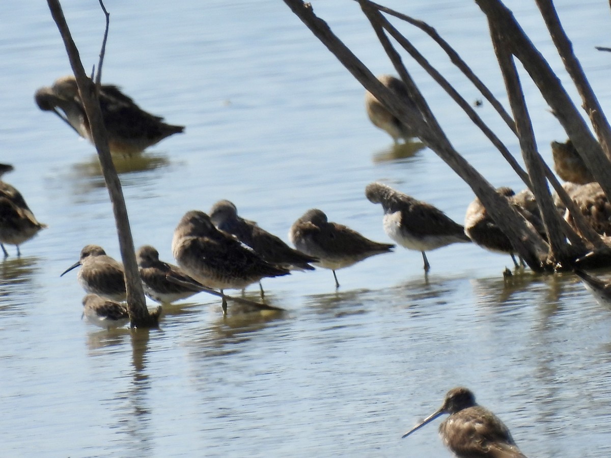 Long-billed Dowitcher - ML616918840