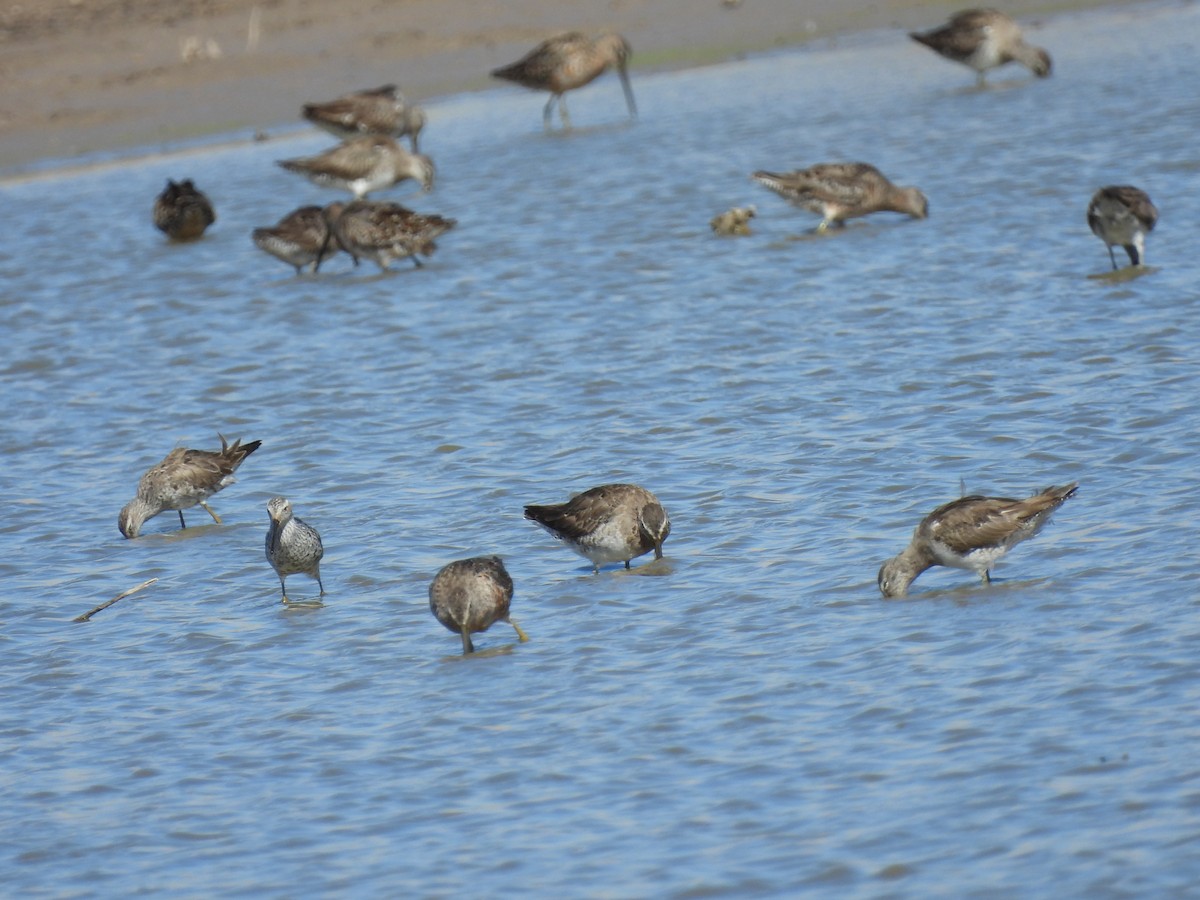 Long-billed Dowitcher - ML616918841