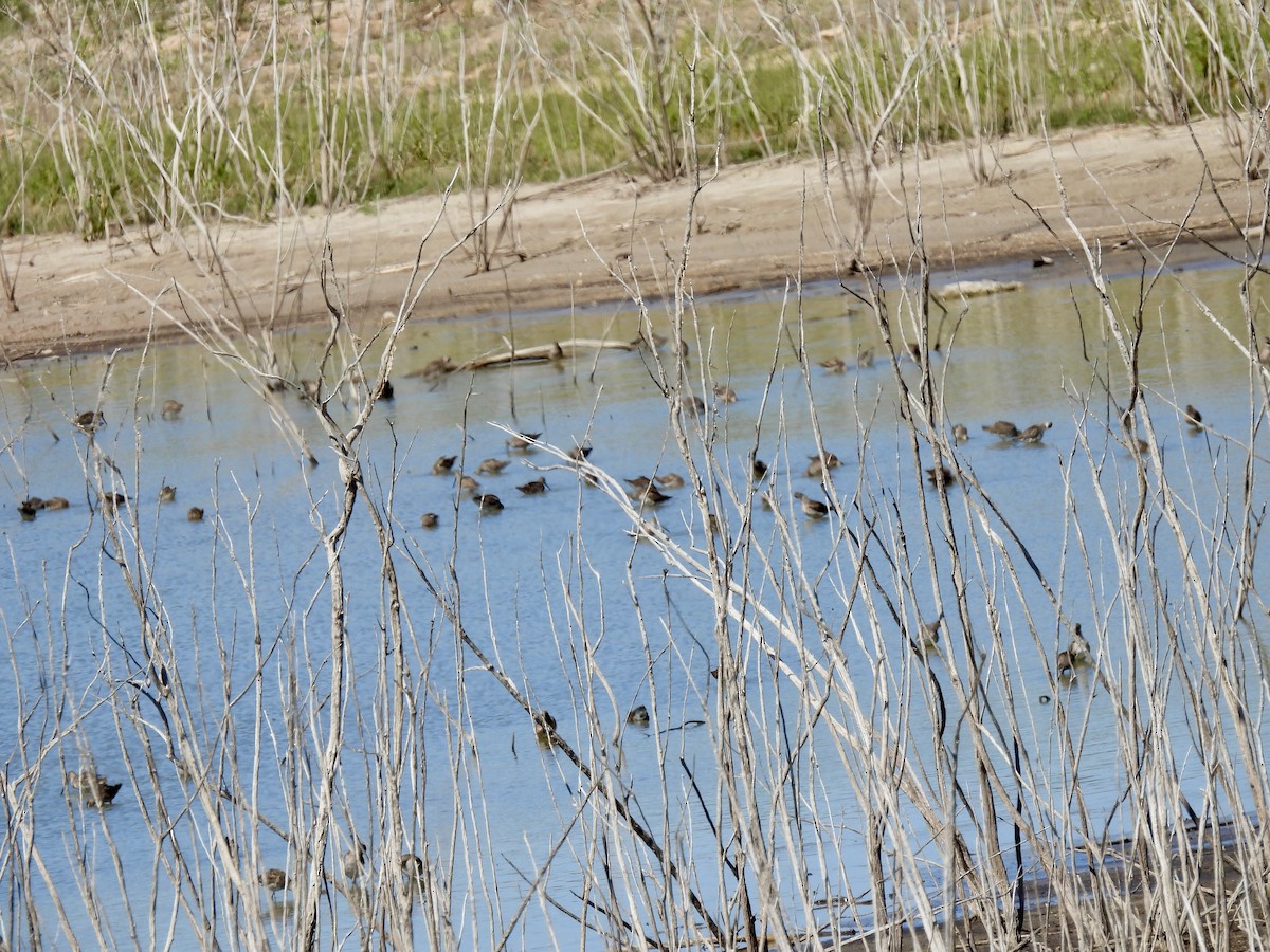 Long-billed Dowitcher - ML616918845