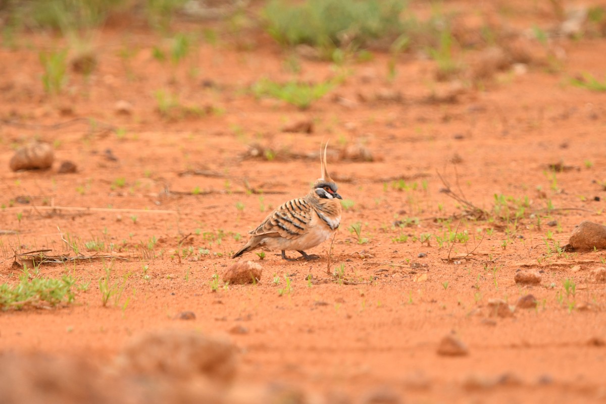Spinifex Pigeon - ML616918900