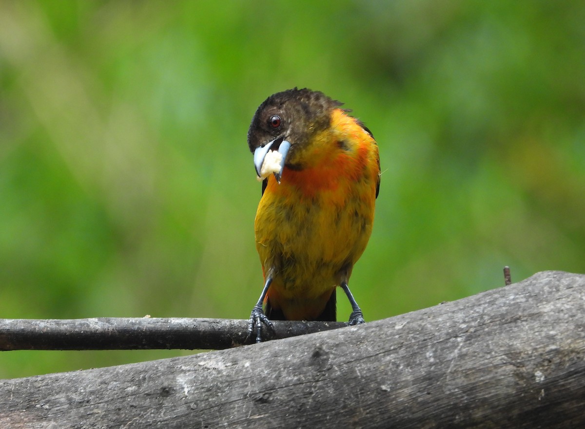 Flame-rumped Tanager - ML616919026