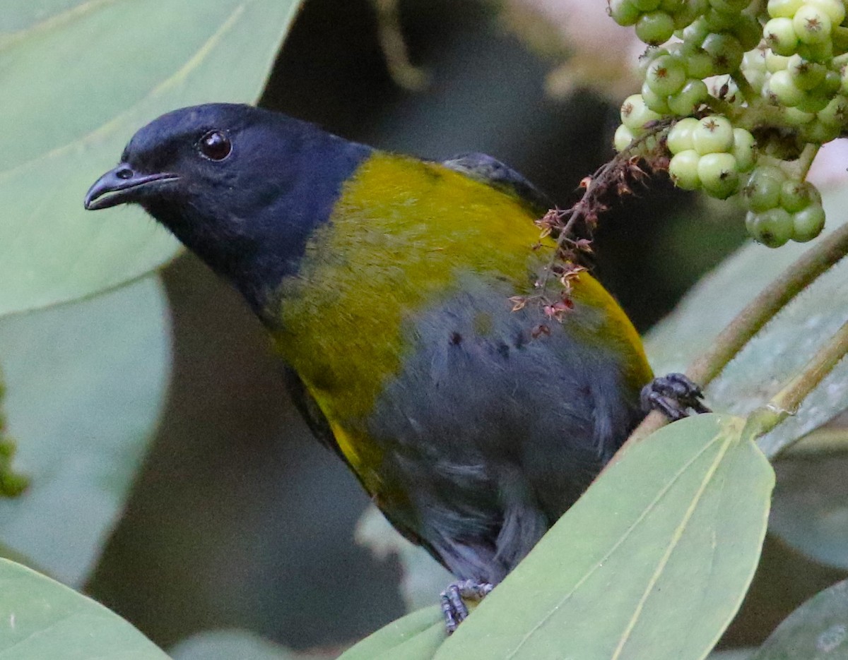 Black-and-yellow Silky-flycatcher - ML616919072