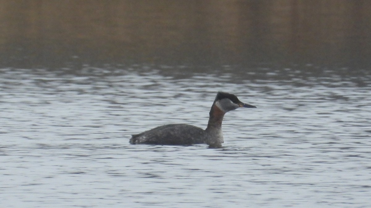 Red-necked Grebe - ML616919124