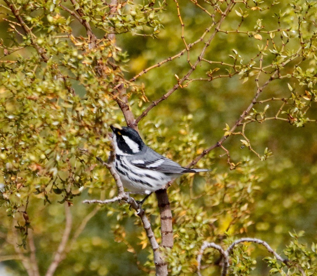 Black-throated Gray Warbler - ML616919139