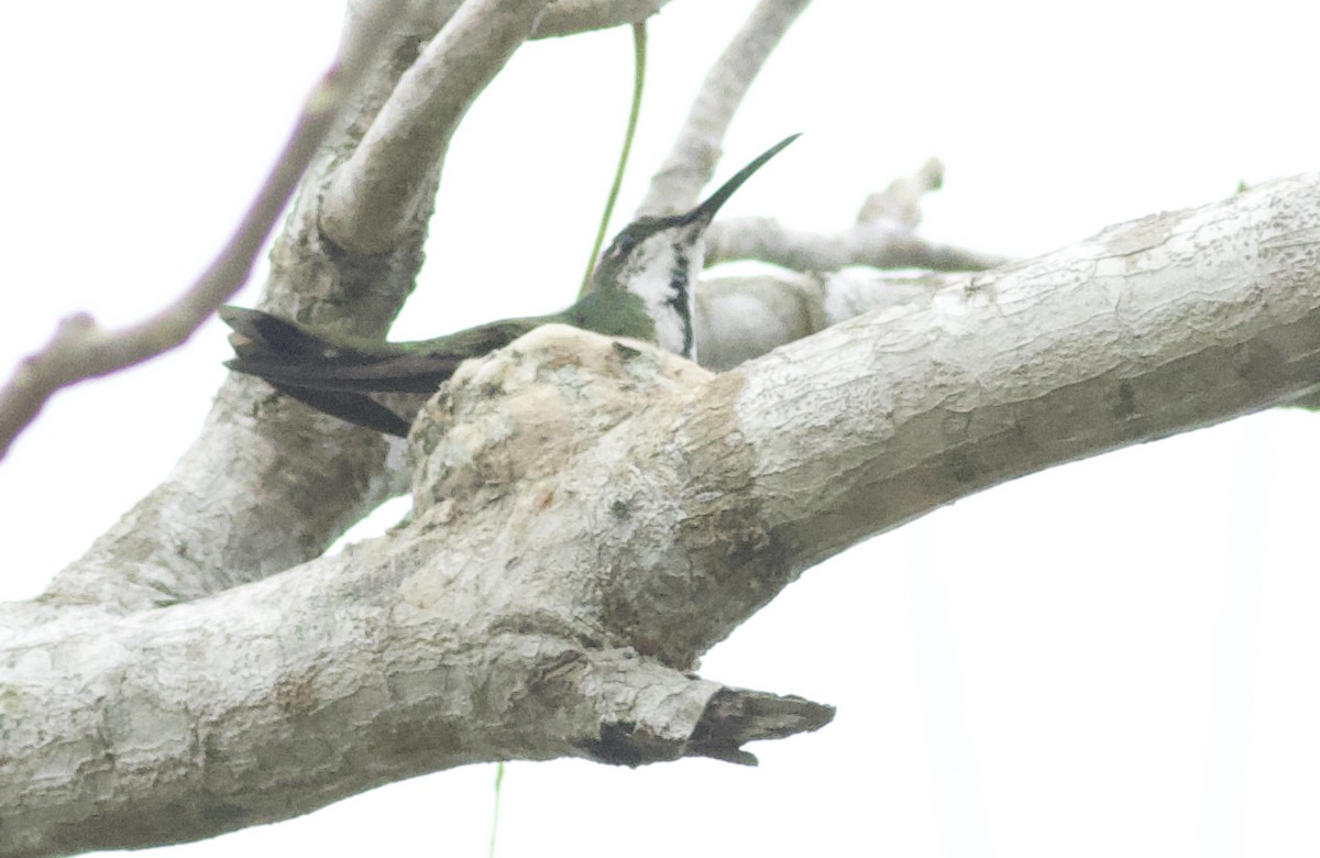 kolibřík lesklý - ML616919220