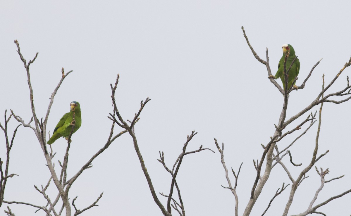 White-fronted Parrot - ML616919241