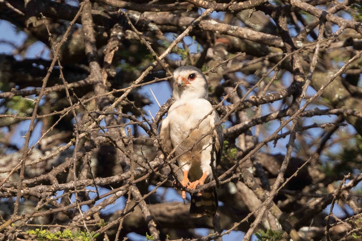 Pygmy Falcon - Linda Rudolph