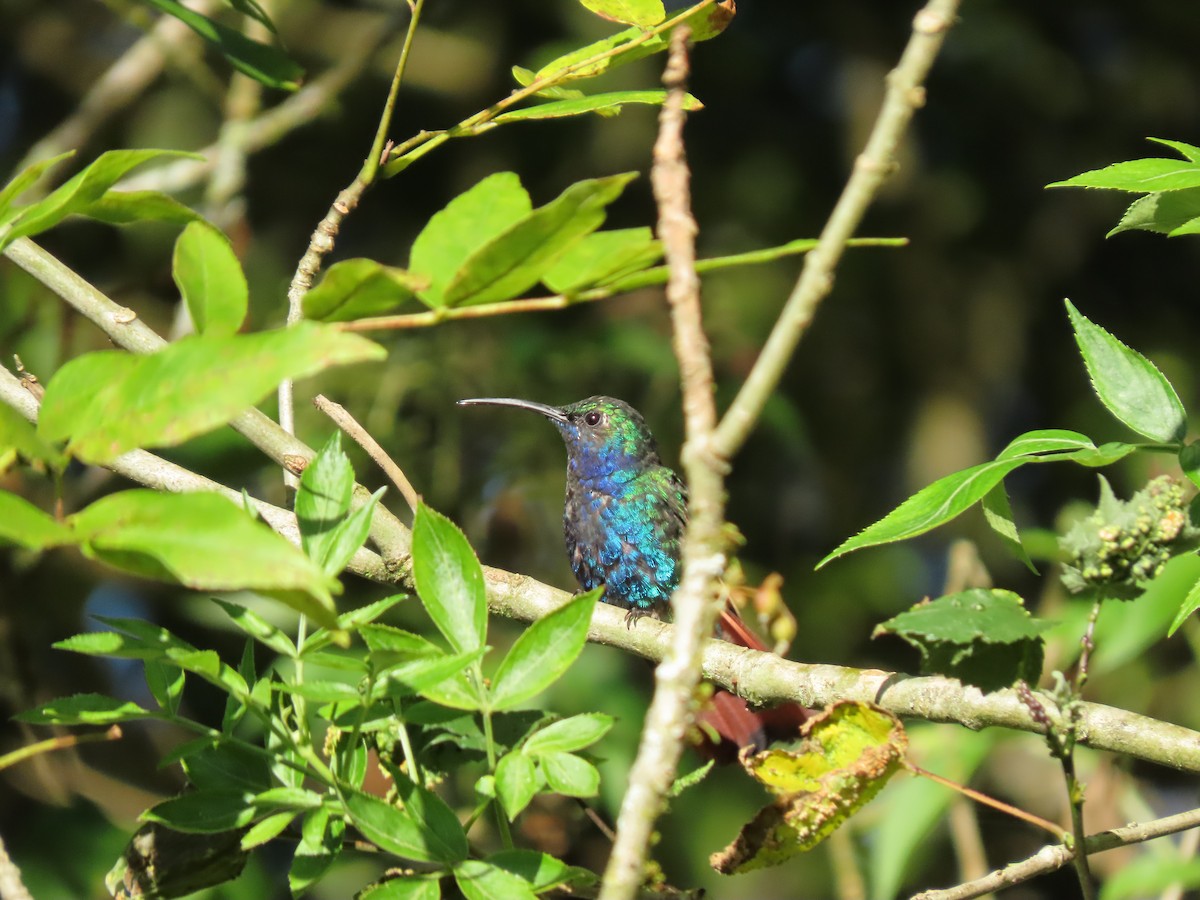 kolibřík azurovoprsý - ML616919457
