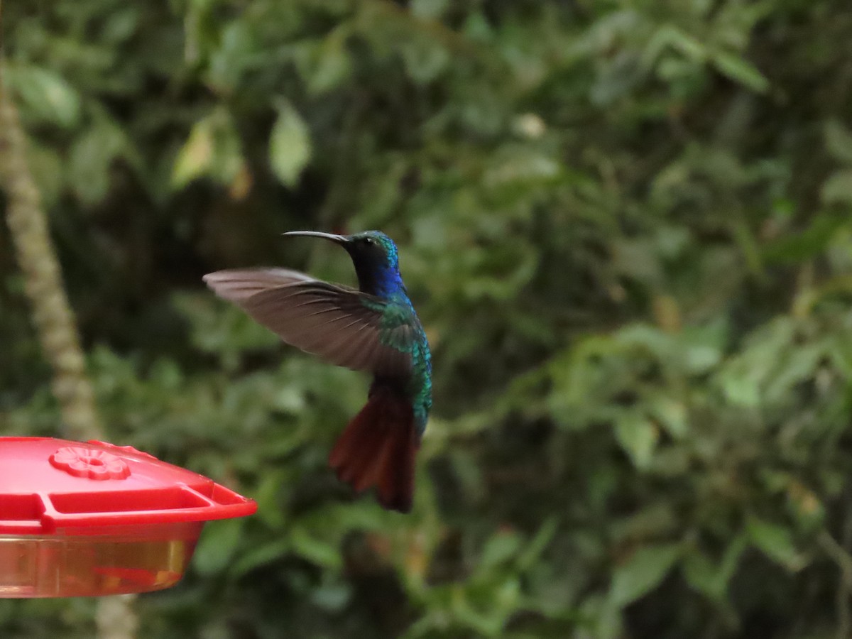 kolibřík azurovoprsý - ML616919458