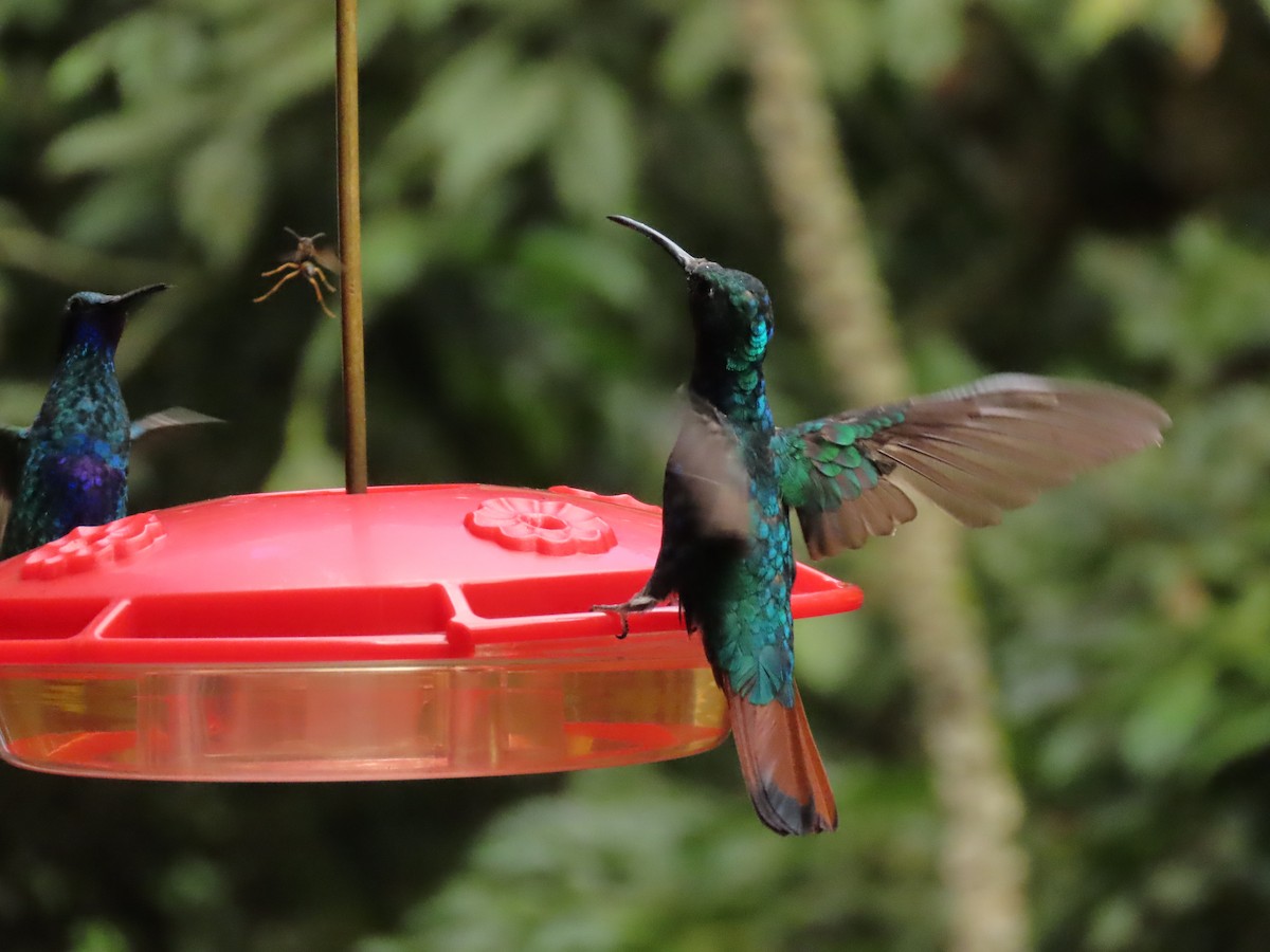 kolibřík azurovoprsý - ML616919460
