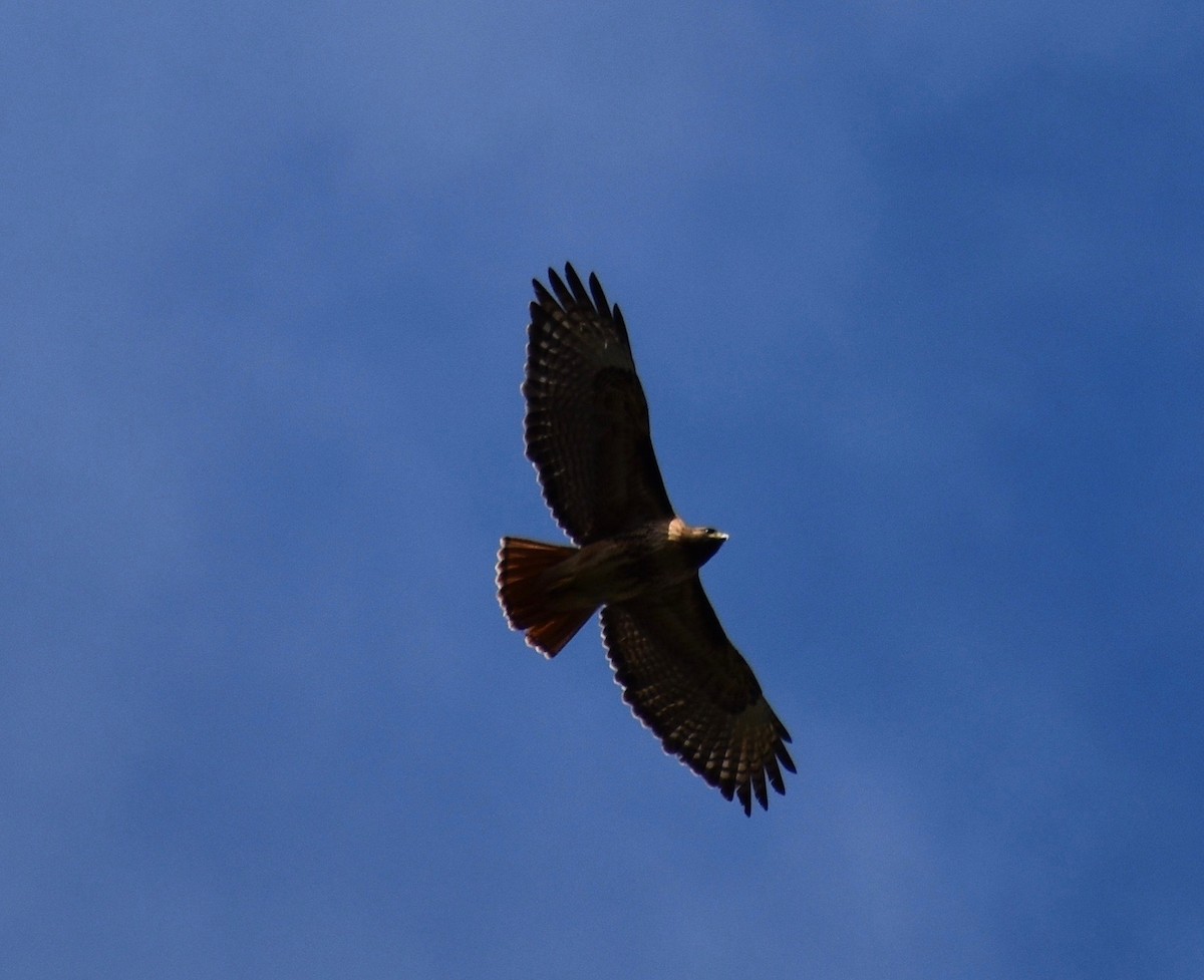 Red-tailed Hawk (calurus/alascensis) - ML616919504