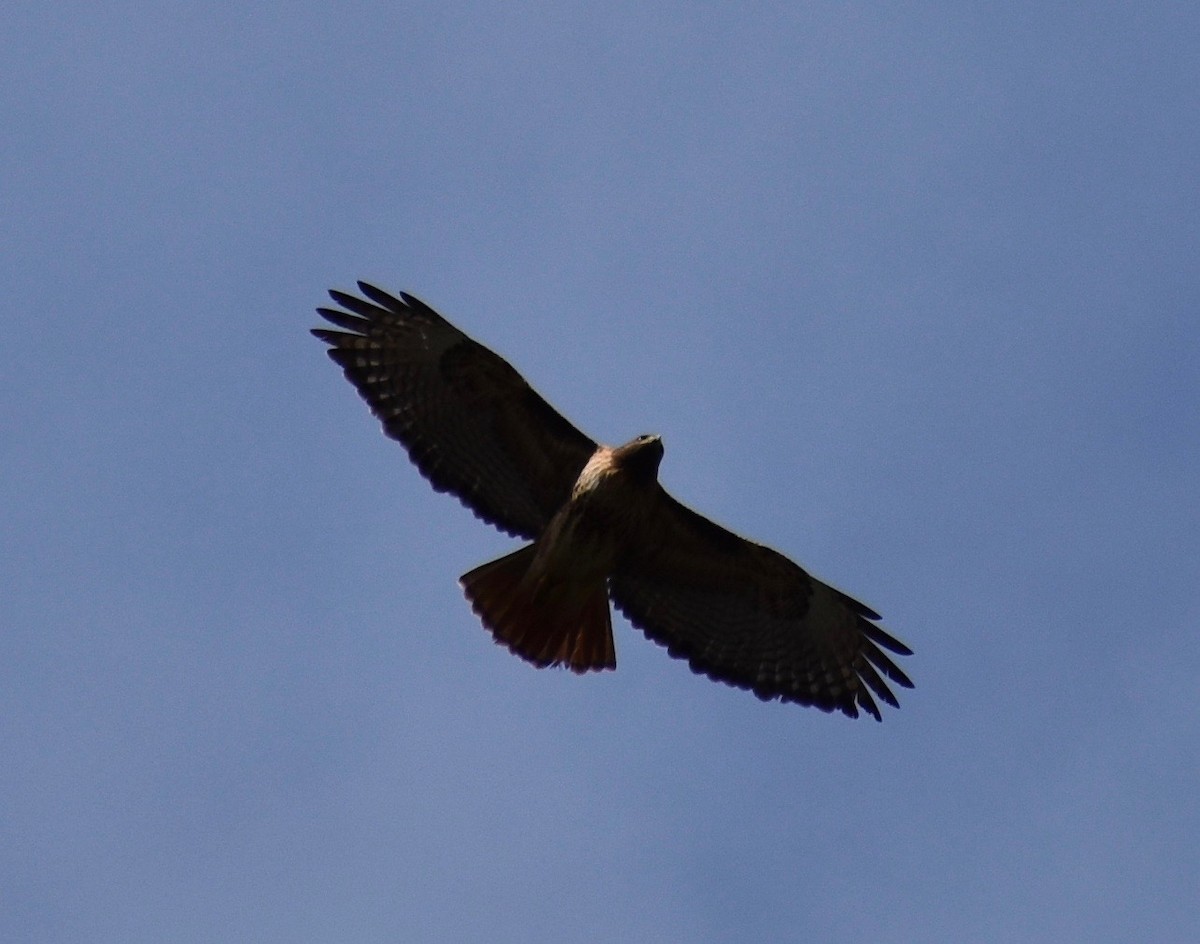 Red-tailed Hawk (calurus/alascensis) - ML616919505
