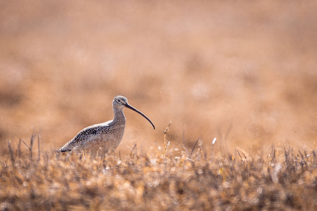 Long-billed Curlew - ML616919525