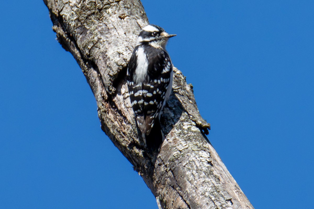 Downy Woodpecker - ML616919598