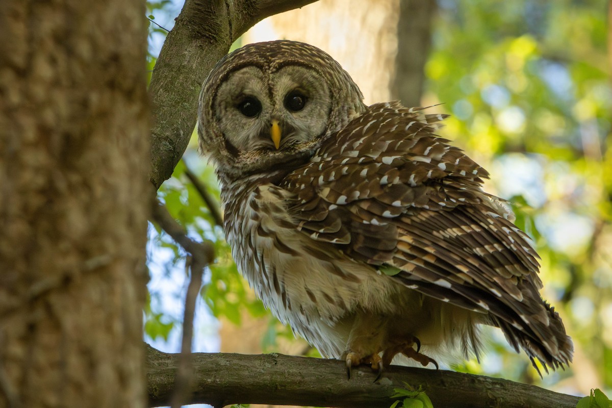 Barred Owl - ML616919666