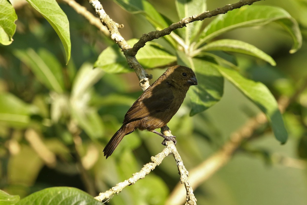 Variable Seedeater - ML616919670