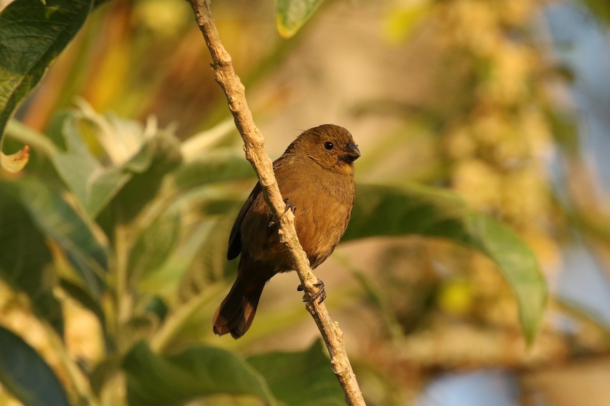 Variable Seedeater - ML616919671