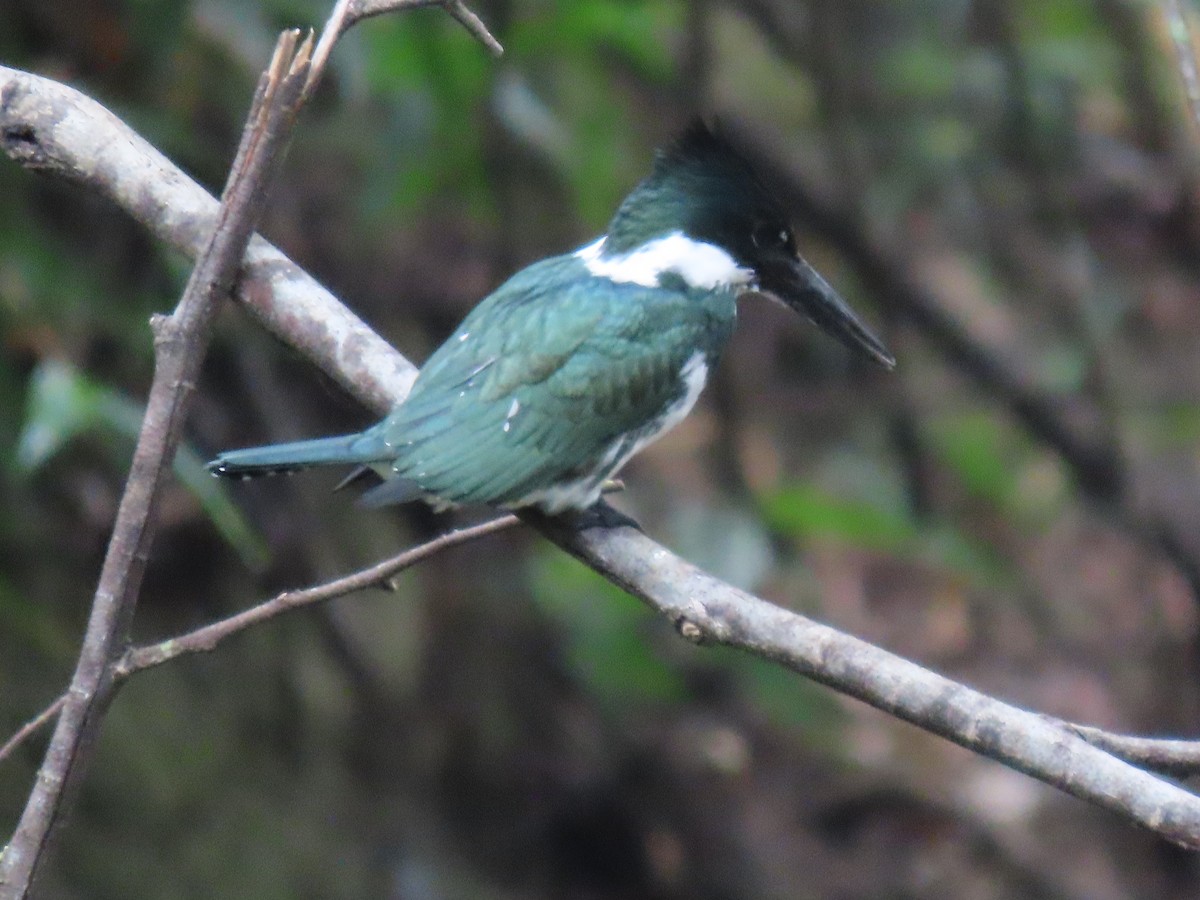 Amazon Kingfisher - ML616919703