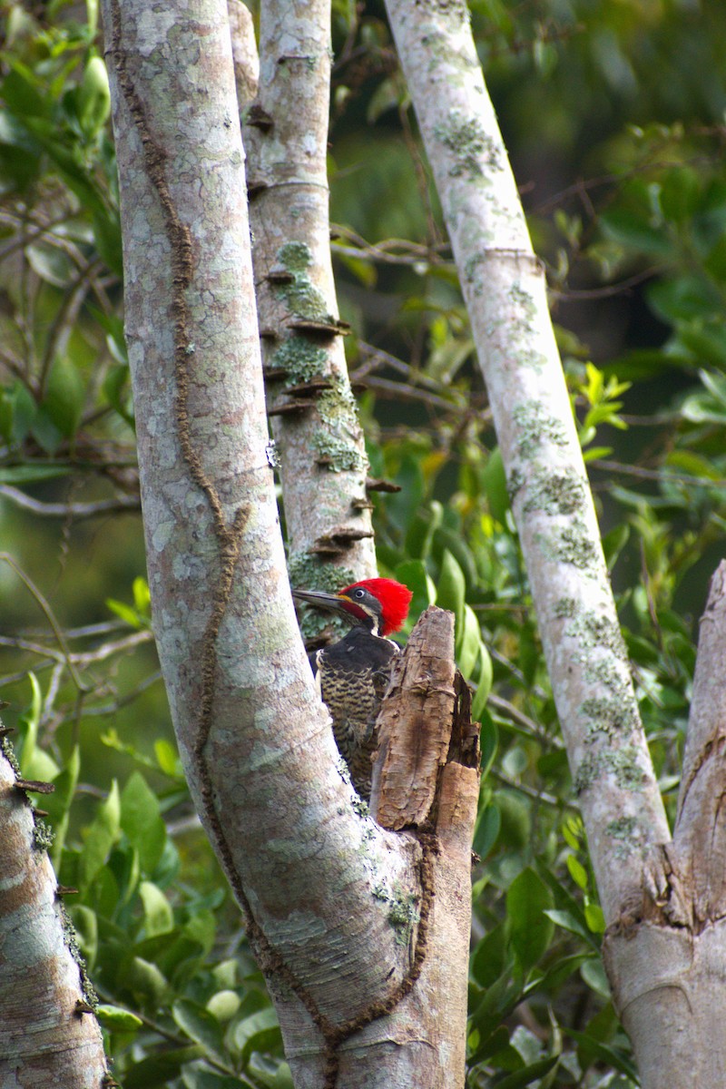 Lineated Woodpecker - Keyssi A. Rodriguez