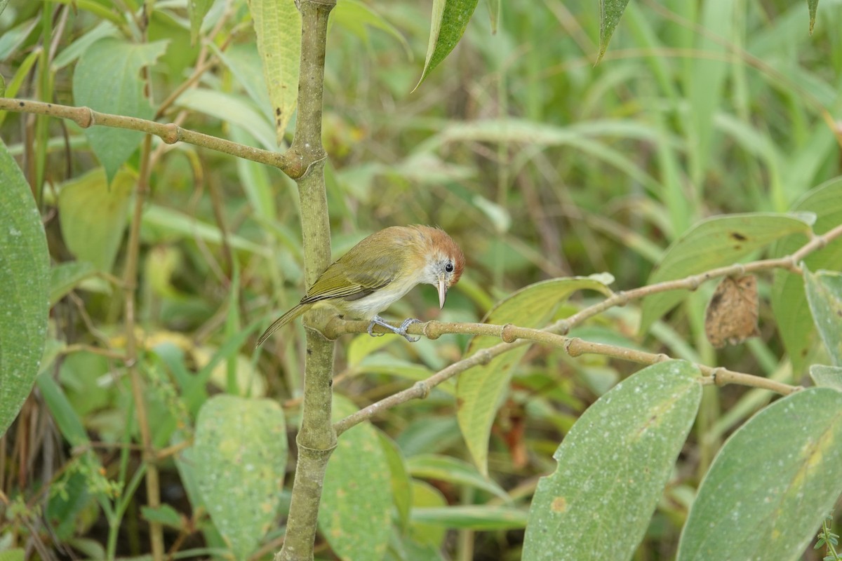 Rufous-naped Greenlet - ML616919789
