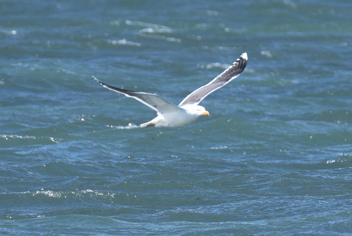 Great Black-backed Gull - Kathy Marche