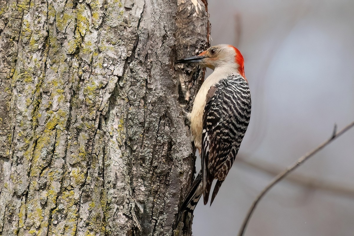 Red-bellied Woodpecker - ML616919870