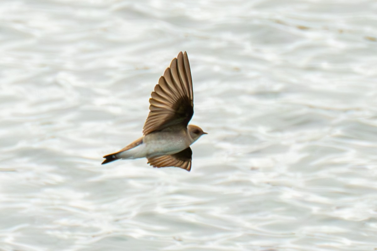 Northern Rough-winged Swallow - ML616919878