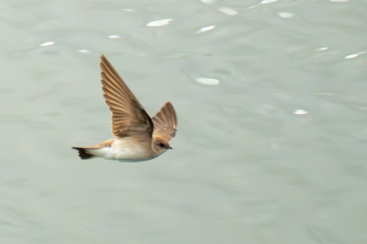 Northern Rough-winged Swallow - ML616919879