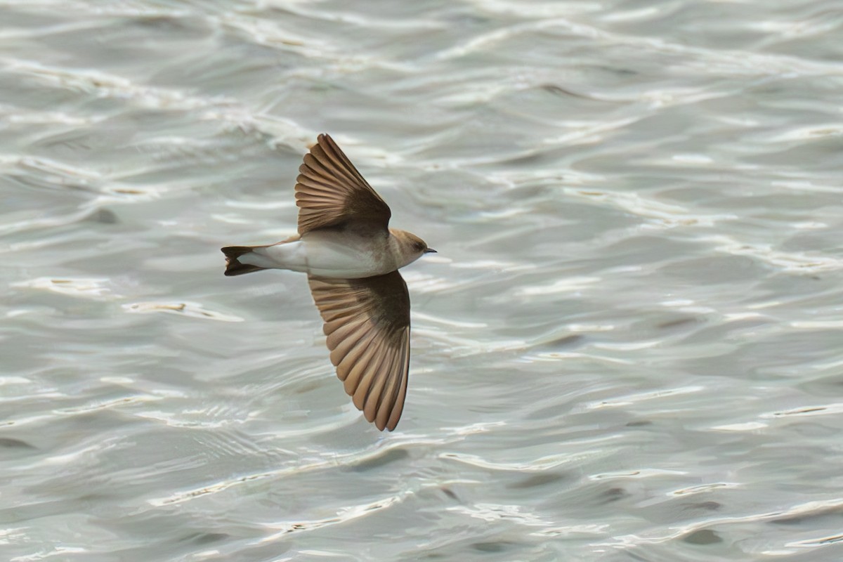 Northern Rough-winged Swallow - ML616919880