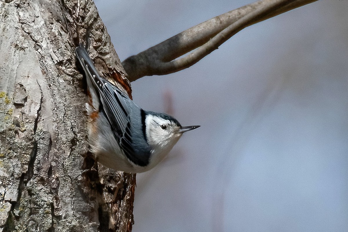 White-breasted Nuthatch - ML616919900