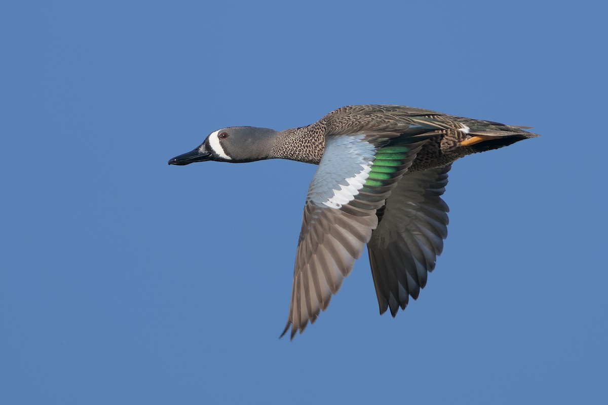 Blue-winged Teal - ML616920025