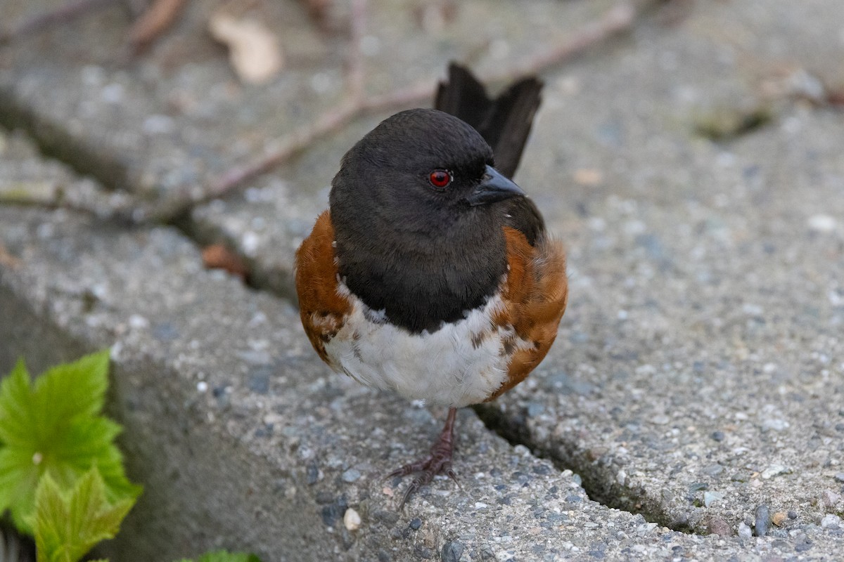 Spotted Towhee - ML616920128