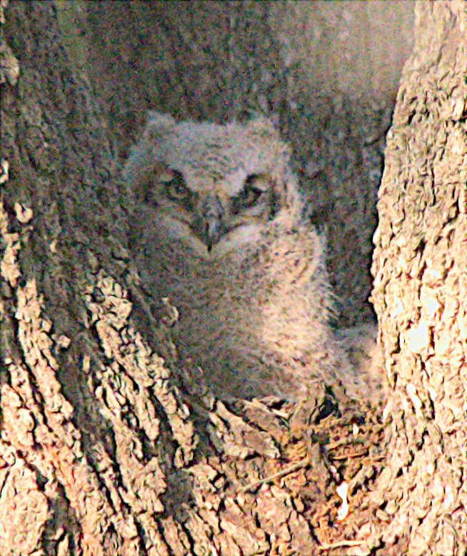 Great Horned Owl - ML616920142