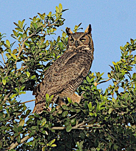 Great Horned Owl - ML616920143