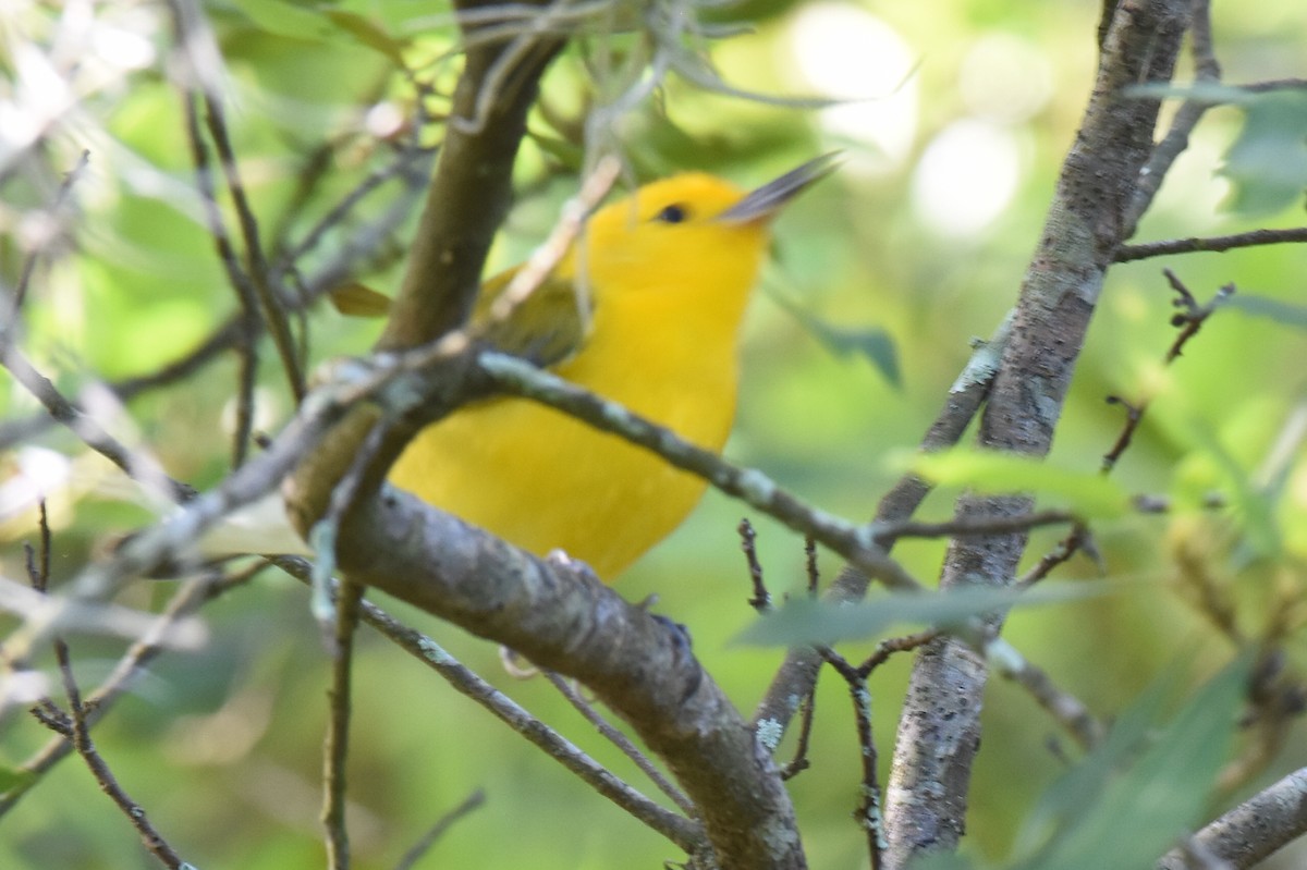 Prothonotary Warbler - ML616920189