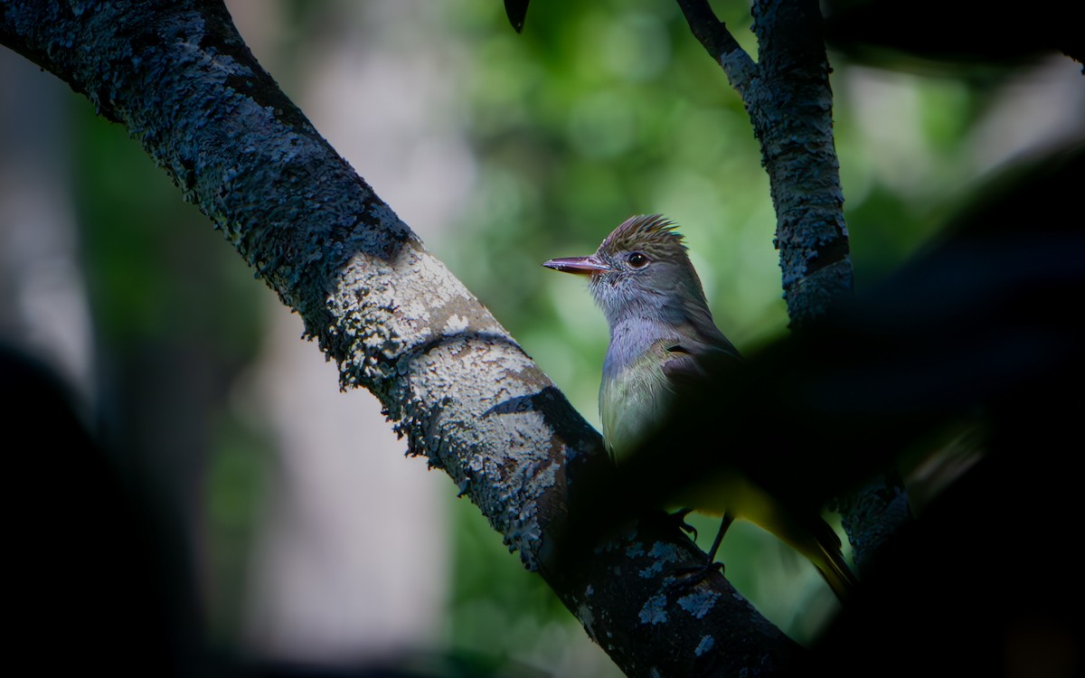Great Crested Flycatcher - ML616920217