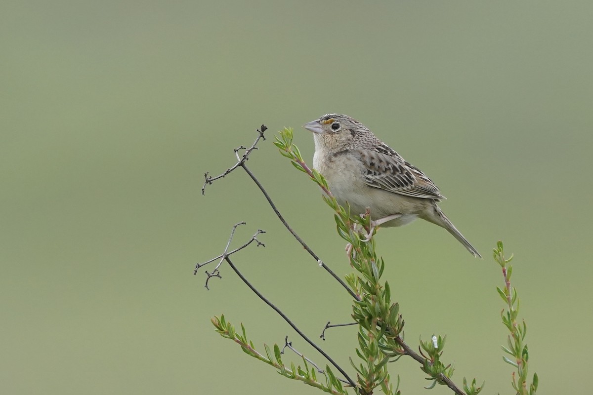 Grasshopper Sparrow - ML616920226