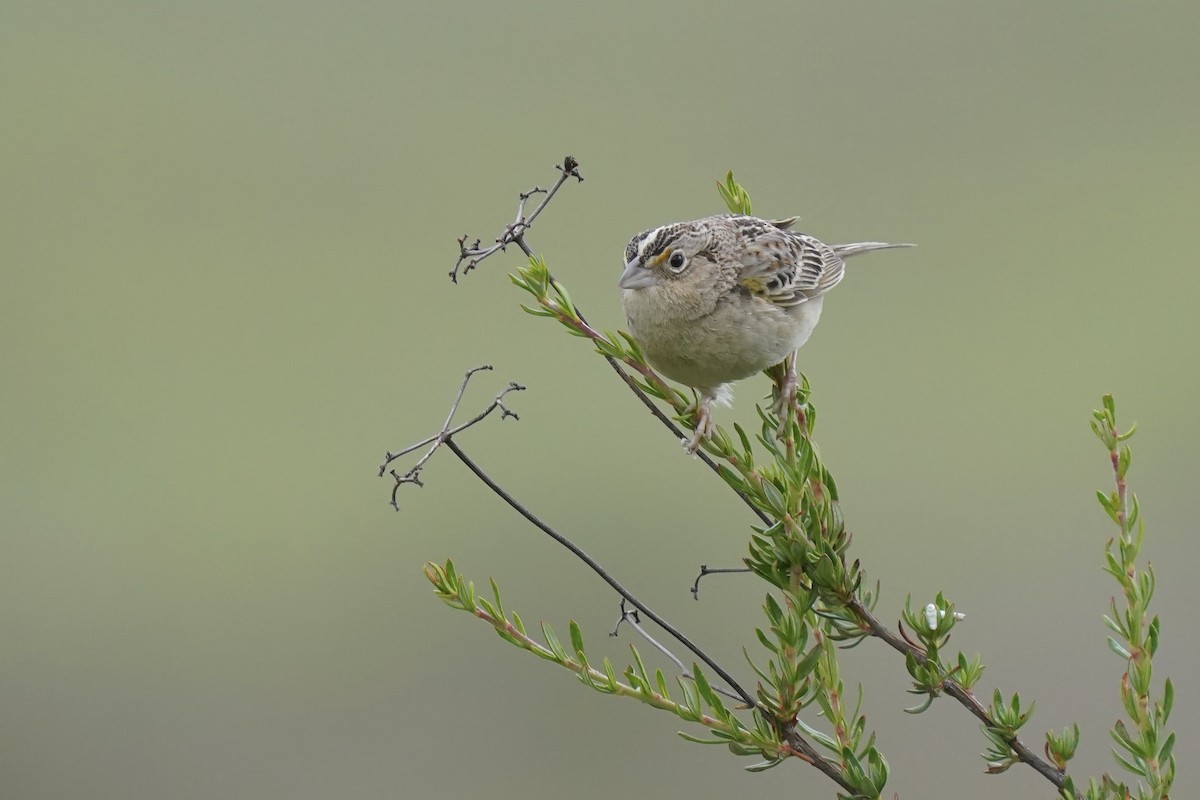 Grasshopper Sparrow - ML616920227