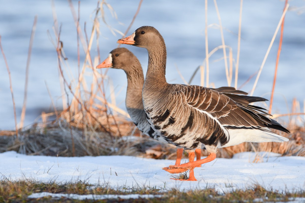 Greater White-fronted Goose - ML616920357