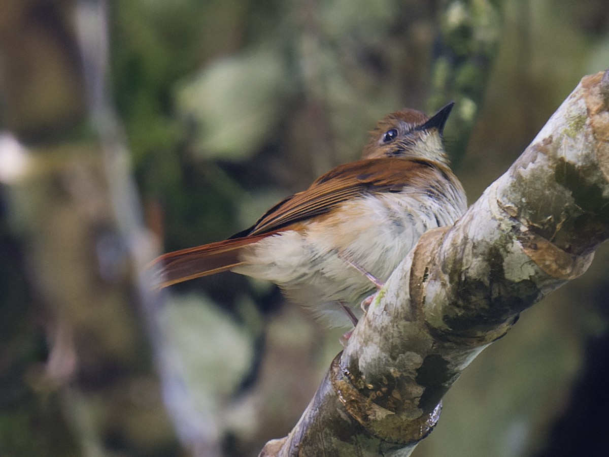 Chestnut-tailed Jungle Flycatcher - ML616920389