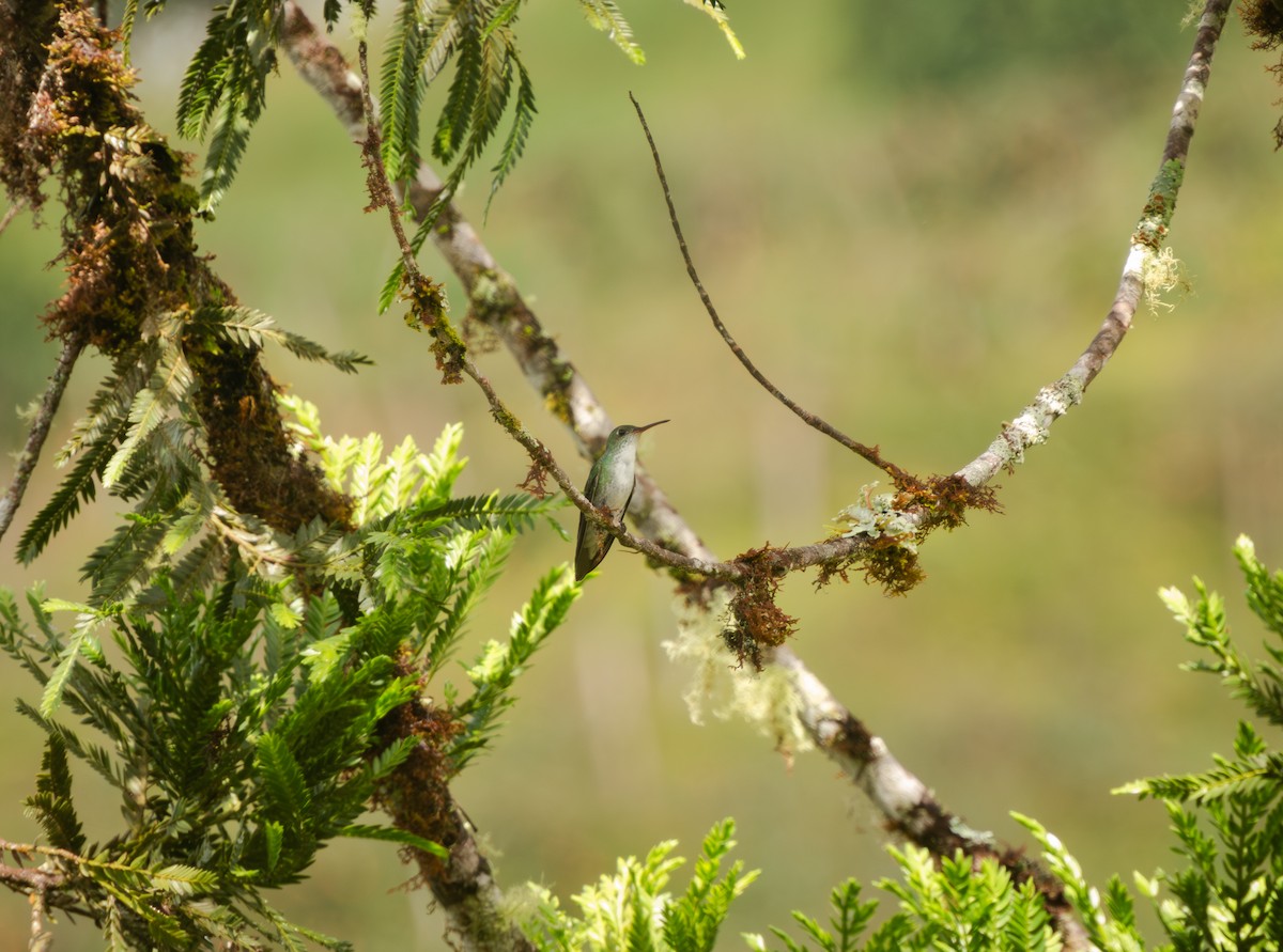 Green-and-white Hummingbird - ML616920485