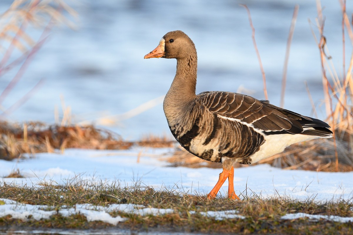 Greater White-fronted Goose - ML616920498