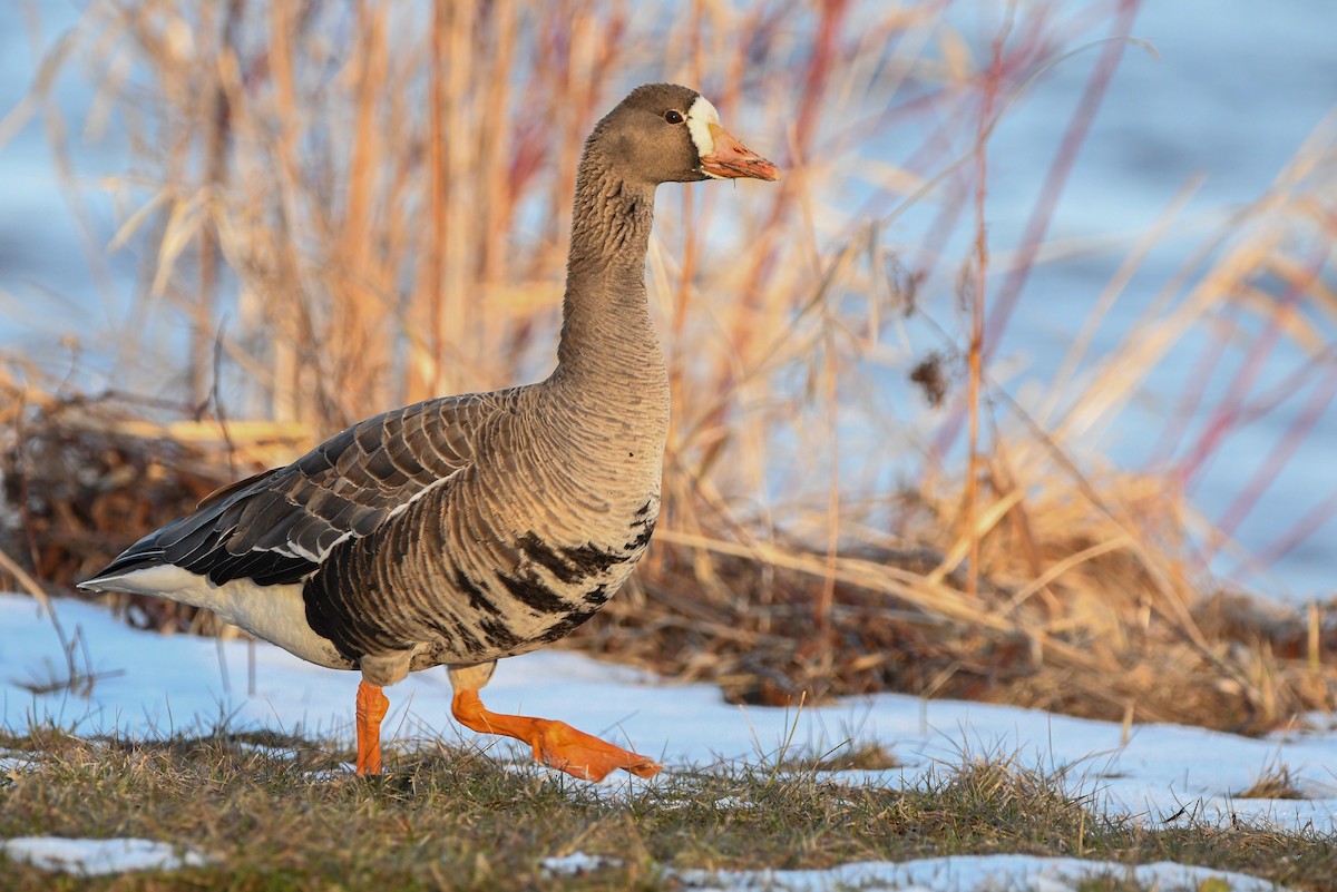 Greater White-fronted Goose - ML616920499