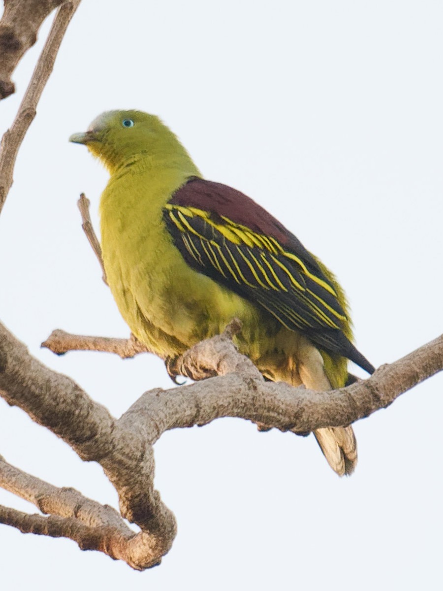 Philippine Green-Pigeon - ML616920520