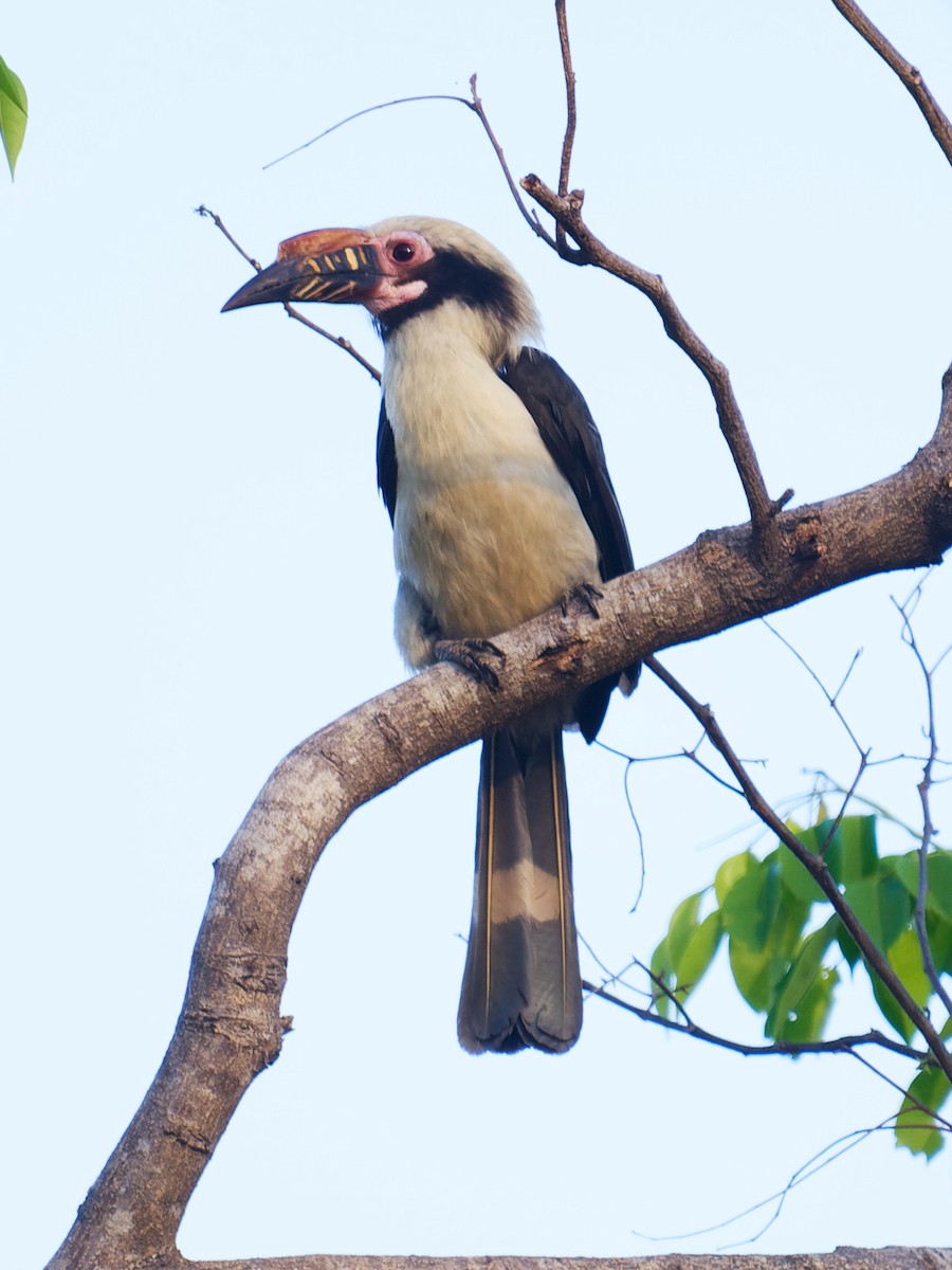 Luzon Hornbill - BY Tan